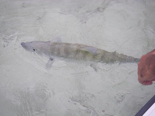 cuba 2008 032.jpg